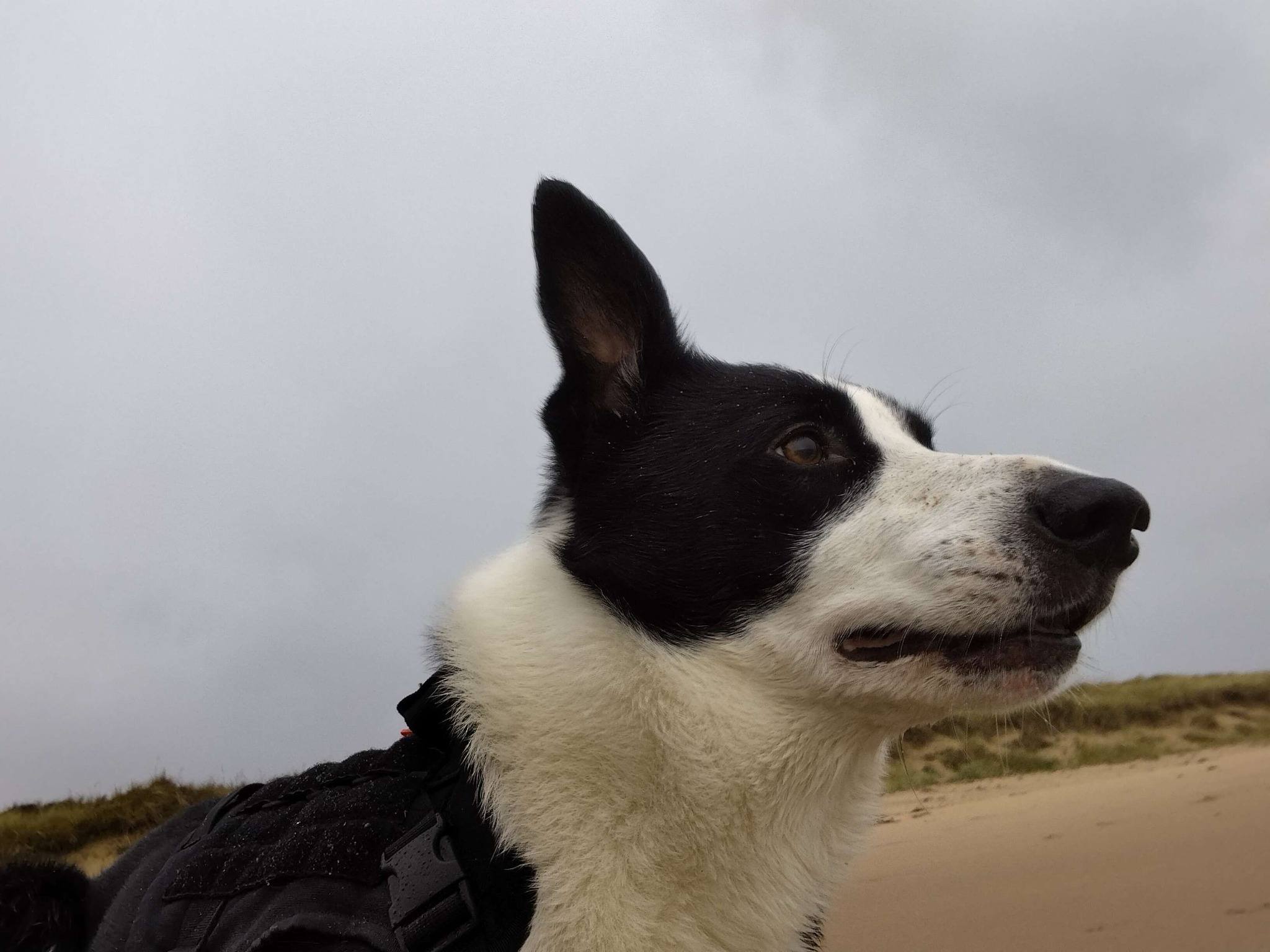Close-up of Scobo, a black-and-white dog, looking to the side