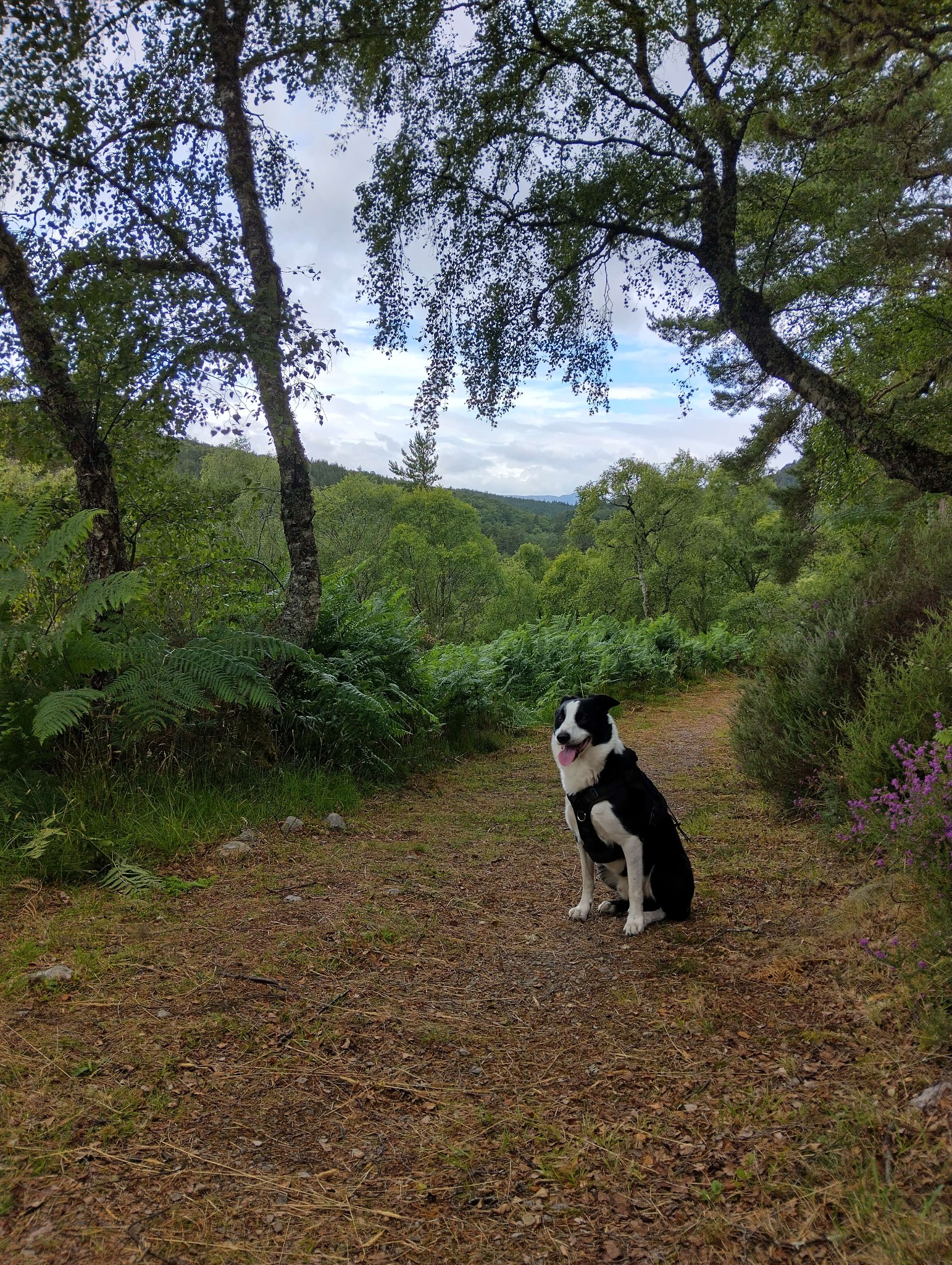 Scobo sitting on a woodland path surrounded by trees and ferns